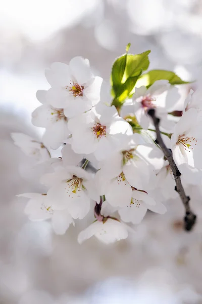 Japon kiraz çiçeği — Stok fotoğraf