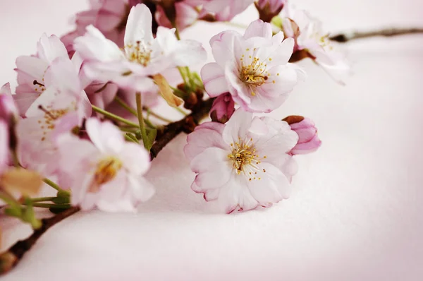 Flor de cerejeira Fotografia De Stock
