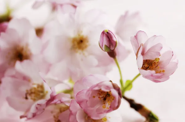 Flores de cerezo — Foto de Stock