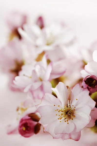 Flores de cerezo — Foto de Stock