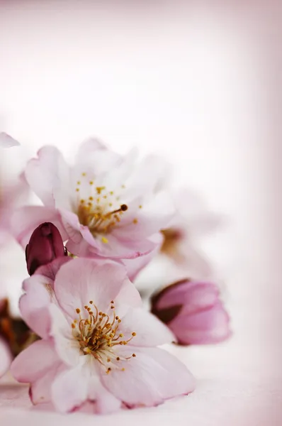 Flores de cerezo — Foto de Stock