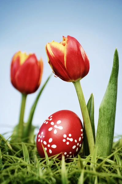 Tulips and easter eggs — Stock Photo, Image