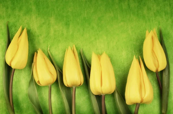 Yellow easter tulips — Stock Photo, Image