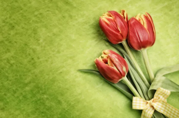 Red tulips — Stock Photo, Image