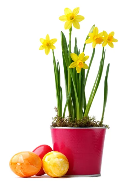 Jonquilles jaunes aux œufs de Pâques — Photo