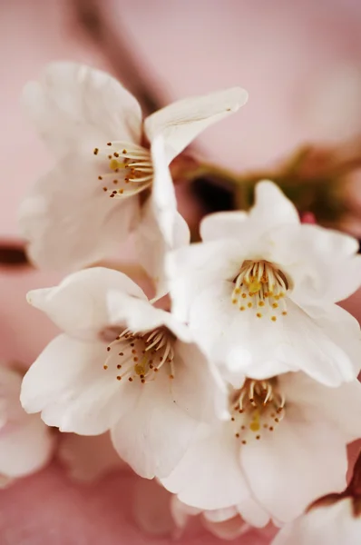 Körsbärsblommor — Stockfoto