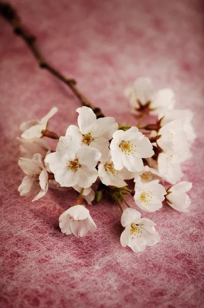 Flores de cerejeira — Fotografia de Stock