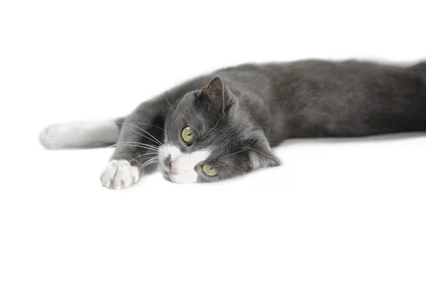 灰色の猫セリエ — ストック写真