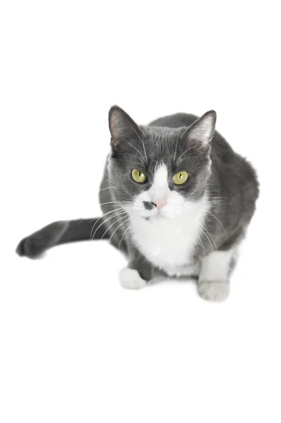 Serie Cat gris — Foto de Stock