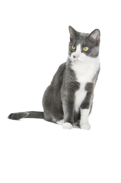 Graue Katze — Stockfoto