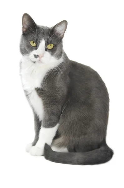 Gri kedi SERISI — Stok fotoğraf