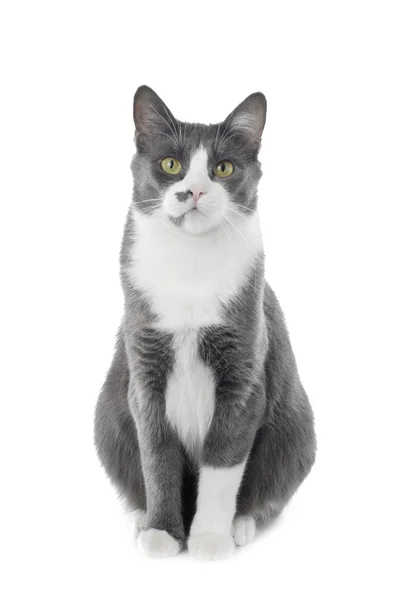 Gri kedi oturma ve seyir — Stok fotoğraf