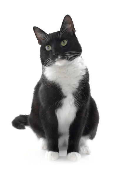 Schwarze und weiße Katze — Stockfoto