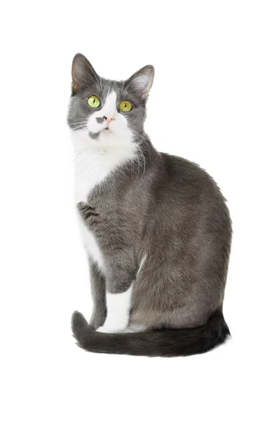 Cinza Cat Serie — Fotografia de Stock