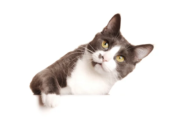 회색 고양이 세리 — 스톡 사진