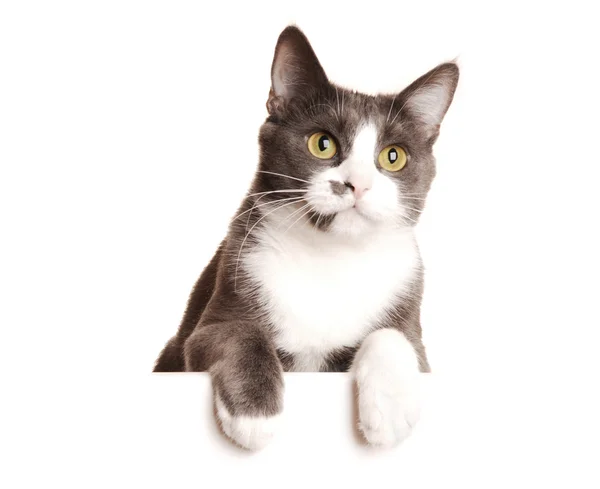 Cinza Cat Serie — Fotografia de Stock