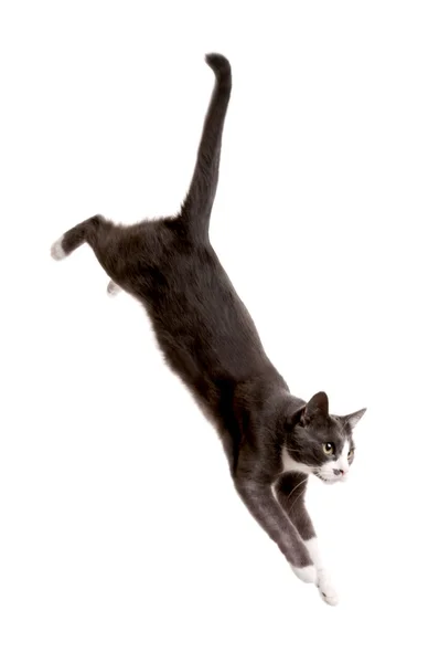 Serie Cat gris, salto Cat — Foto de Stock