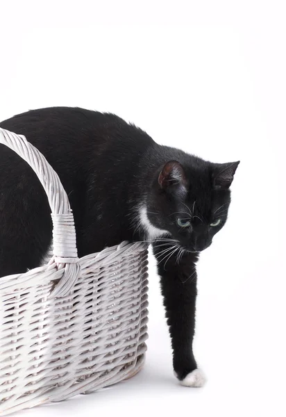 Cat in basket — Stock Photo, Image