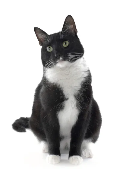 Gato blanco y negro Imágenes de stock libres de derechos