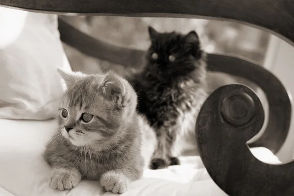 Δύο γατάκια σε μια καρέκλα Εικόνα Αρχείου