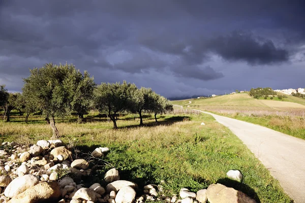 Sizilian krajina s olivovníky — Stock fotografie