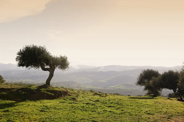 Sicilské krajiny s olivovník — Stock fotografie