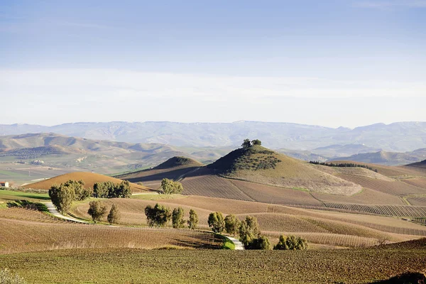 Vigneto siciliano paesaggio invernale — Foto Stock