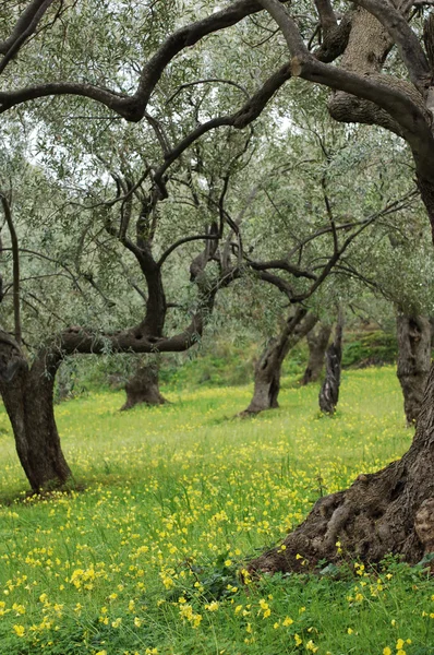 Vieux oliviers dans la prairie de fleurs — Photo