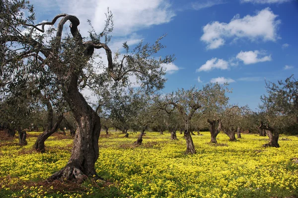 Vieux oliviers dans la prairie de fleurs — Photo