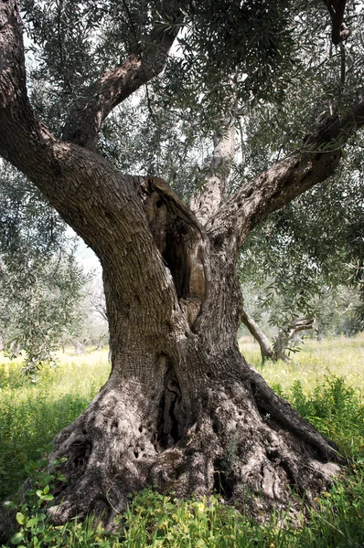 Starý olivovník — Stock fotografie