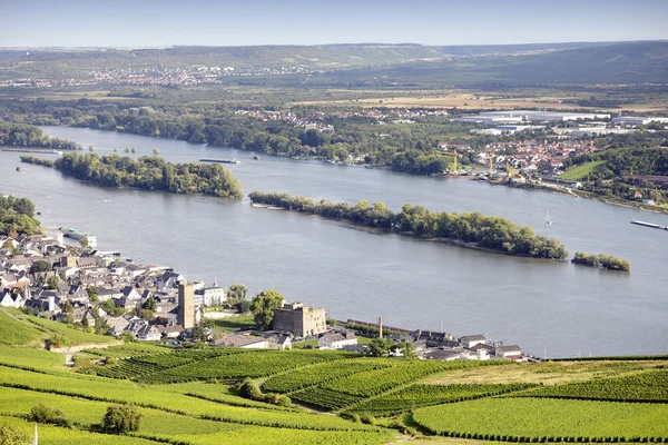 Szőlőültetvények rizling Rheingau — Stock Fotó