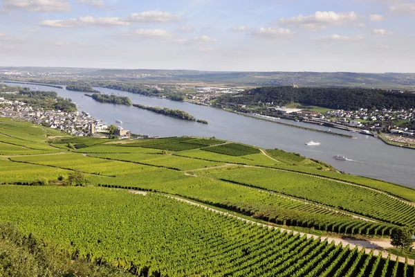 Szőlőültetvények rizling Rheingau — Stock Fotó