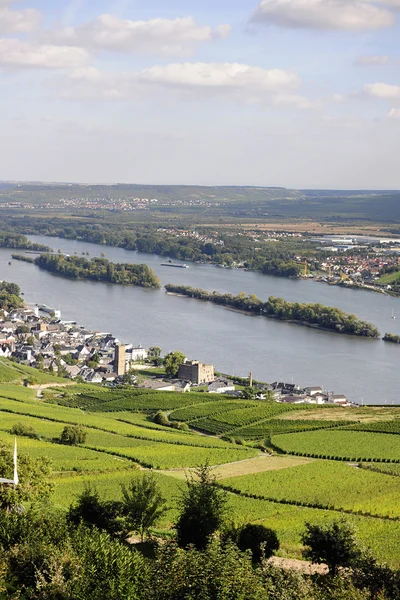 Szőlőültetvények rizling Rheingau — Stock Fotó