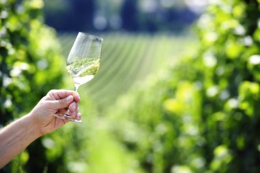 Swiveling a glass of white wine, vineyard in the background clipart