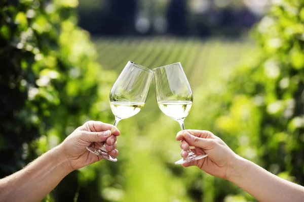 Brindar com dois copos de vinho branco na vinha — Fotografia de Stock