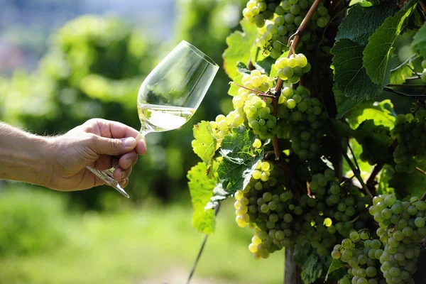 Bicchiere di vino bianco (Riesling) e uva riesling — Foto Stock