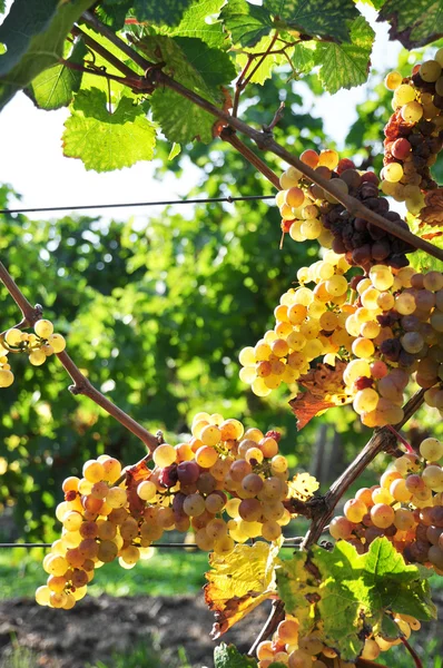 Uvas sobremaduras em vinhas velhas — Fotografia de Stock