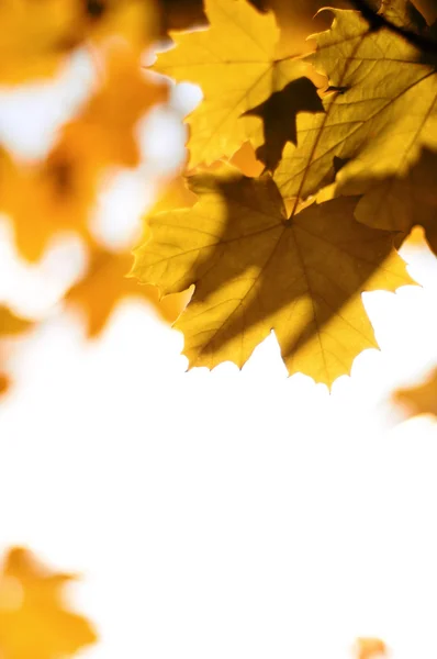 Hojas coloridas en un día soleado de otoño — Foto de Stock