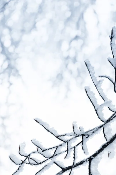 Ramo de árvores de Inverno congeladas — Fotografia de Stock