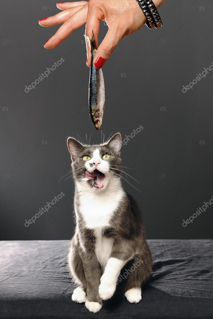 Fish Lover, gato ávidamente a un pez que regala la boca: fotografía stock Silberkorn #29873119 |