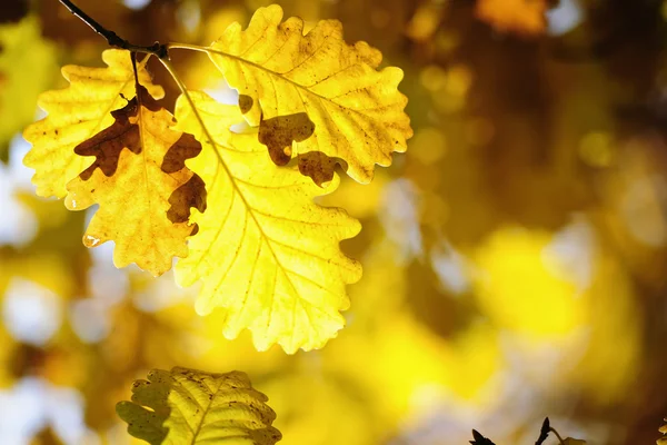 Hojas de otoño colorido —  Fotos de Stock