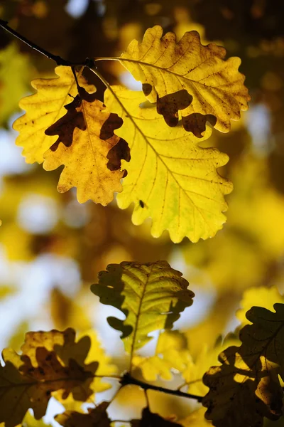 Kleurrijke herfstbladeren — Stockfoto