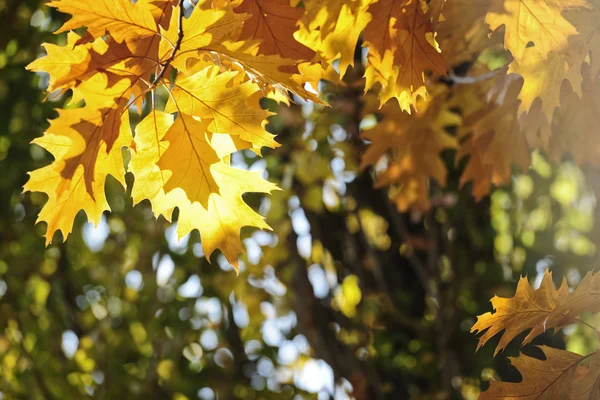 Красочные осенние листья — стоковое фото