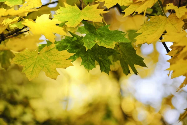 Kleurrijke herfstbladeren — Stockfoto