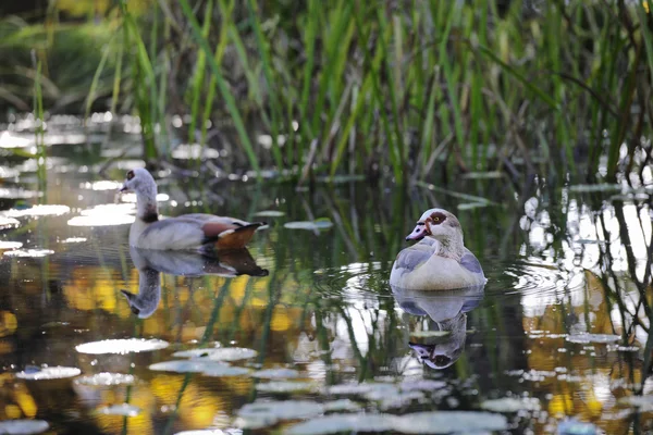Dwie kaczki pływające w stawie — Zdjęcie stockowe