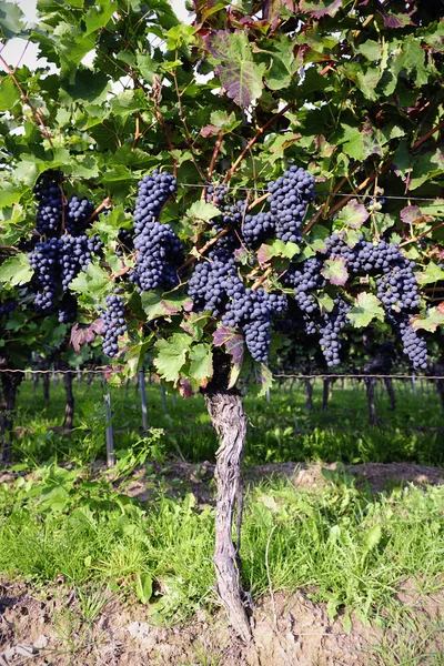 Spätburgunder-Trauben in Rheinhessen — Stockfoto