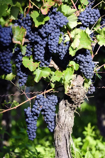 Hroznů Pinot noir v rheinhessen, Německo — Stock fotografie