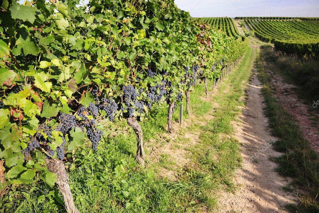 Pinot Noir Grapes in Rheinhessen, Germany — Stock Photo © Silberkorn 34843105