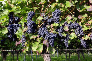 Pinot Noir Grapes in Rheinhessen, Germany clipart