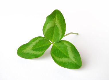 Yonca yaprağı beyaz arkaplanda izole edildi